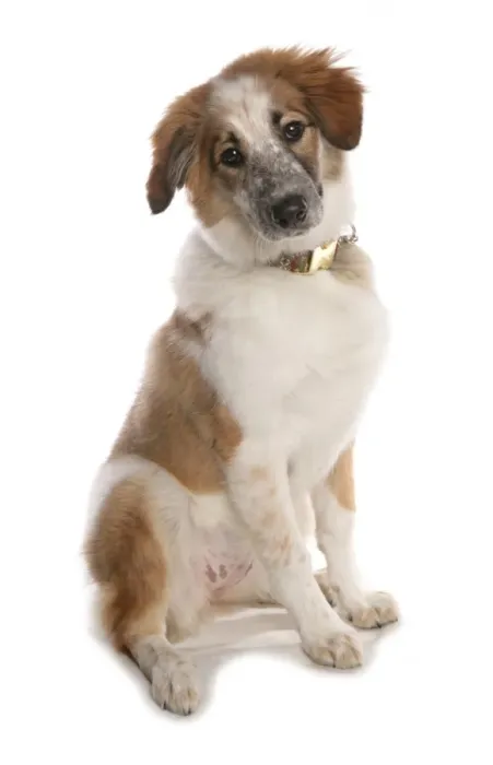 Framed Print : Domestic Dog, Border Collie, adult female, sitting, with collar Framed Print : Domestic Dog, Border Collie, adult female, sitting, with collar