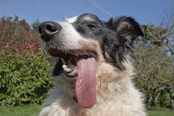 Domestic Dog, Border Collie, adult female, close-up of head, panting, with malformation of jaw after cancer operation