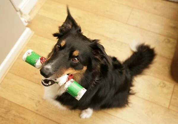 Domestic Dog, Border Collie, adult male, sitting indoors, holding cracker in mouth at Christmas, England