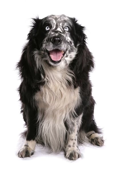Domestic Dog, Border Collie, adult male, eyes with Wall eye heterochromia, sitting