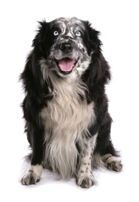 Framed Print : Domestic Dog, Border Collie, adult male, eyes with Wall eye heterochromia, sitting
