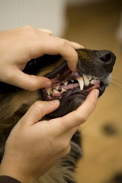 Domestic Dog, Border Collie, adult male, with owner inspecting teeth, England, november