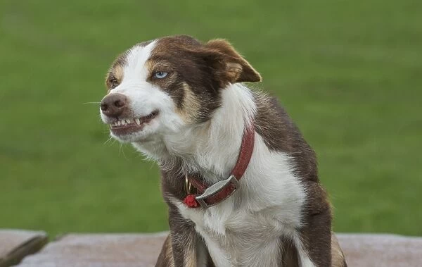 Domestic Dog, Border Collie, brown and white, adult, close-up of head and chest, smiling, Cumbria, England, March