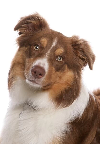 Domestic Dog, Border Collie, liver tricolour adult, close-up of head