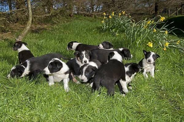 Domestic Dog, Border Collie, puppies, group on grass, England, April