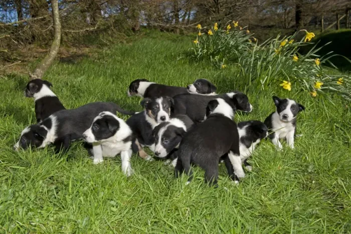 Framed Print : Domestic Dog, Border Collie, puppies, group on grass, England, April Framed Print : Domestic Dog, Border Collie, puppies, group on grass, England, April