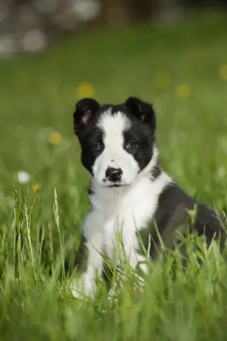 Framed Print : Domestic Dog, Border Collie, puppy, sitting in meadow, Cumbria, England, June Framed Print : Domestic Dog, Border Collie, puppy, sitting in meadow, Cumbria, England, June