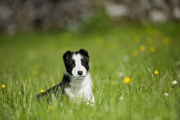 Domestic Dog, Border Collie, puppy, sitting in meadow, Cumbria, England, June