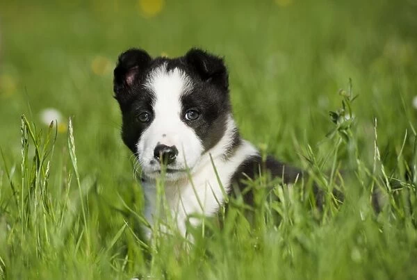Domestic Dog, Border Collie, puppy, laying in meadow, Cumbria, England, June