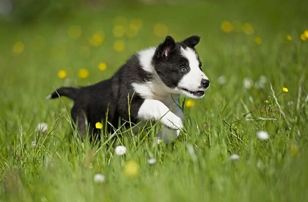 Domestic Dog, Border Collie, puppy, running in meadow, Cumbria, England, June