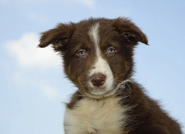 Domestic Dog, Border Collie, puppy, close-up of head, England, june