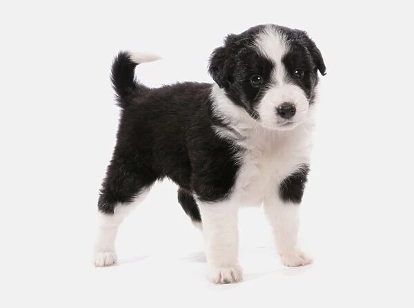 Domestic Dog, Border Collie, puppy, standing
