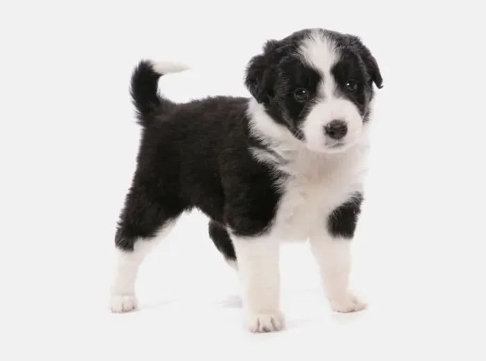 Framed Print : Domestic Dog, Border Collie, puppy, standing Framed Print : Domestic Dog, Border Collie, puppy, standing