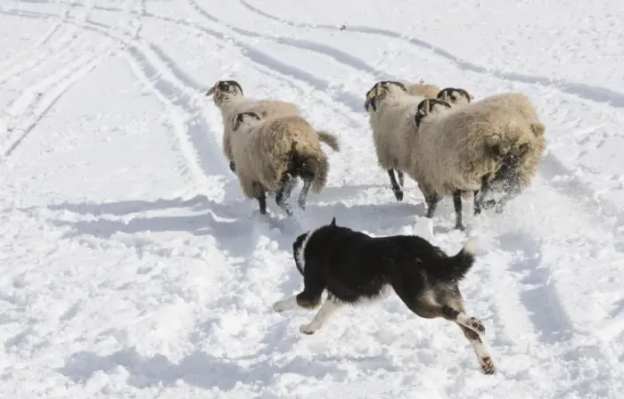 Framed Print : Domestic Dog, Border Collie sheepdog, adult, herding Swaledale sheep ewes in snow, Hawes, Wensleydale Framed Print : Domestic Dog, Border Collie sheepdog, adult, herding Swaledale sheep ewes in snow, Hawes, Wensleydale