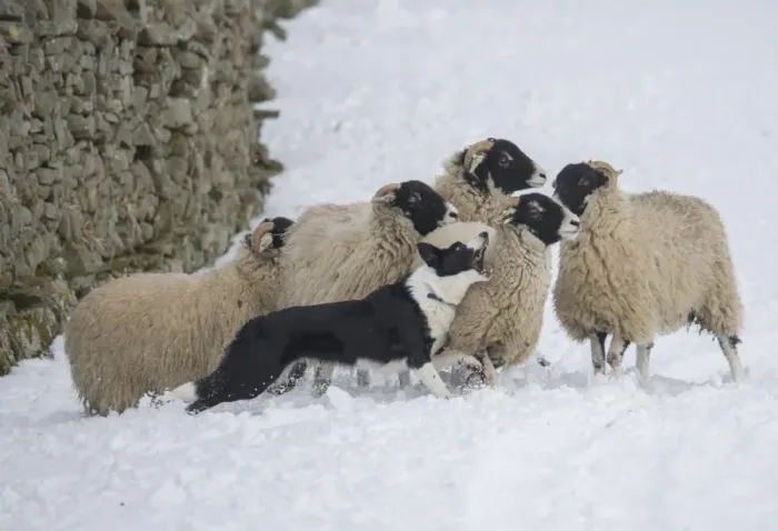 Framed Print : Domestic Dog, Border Collie sheepdog, adult, herding Swaledale sheep ewes in snow, Hawes, Wensleydale