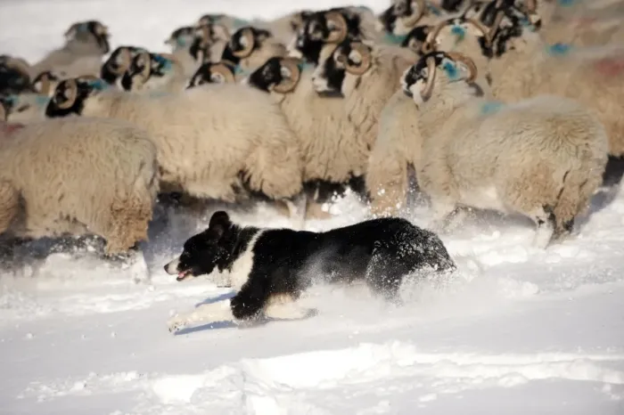 Framed Print : Domestic Dog, Border Collie sheepdog, adult, herding Swaledale sheep flock in snow, Cumbria, England, november Framed Print : Domestic Dog, Border Collie sheepdog, adult, herding Swaledale sheep flock in snow, Cumbria, England, november
