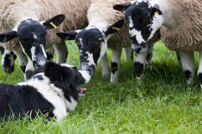 Framed Print : Domestic Dog, Border Collie sheepdog, adult, with mule sheep in pasture, England, september Framed Print : Domestic Dog, Border Collie sheepdog, adult, with mule sheep in pasture, England, september