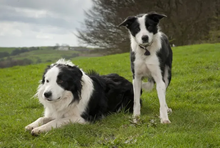 Framed Print : Domestic Dog, Border Collie sheepdog, adult and puppy, in pasture, Chipping, Preston, Lancashire, England, april Framed Print : Domestic Dog, Border Collie sheepdog, adult and puppy, in pasture, Chipping, Preston, Lancashire, England, april