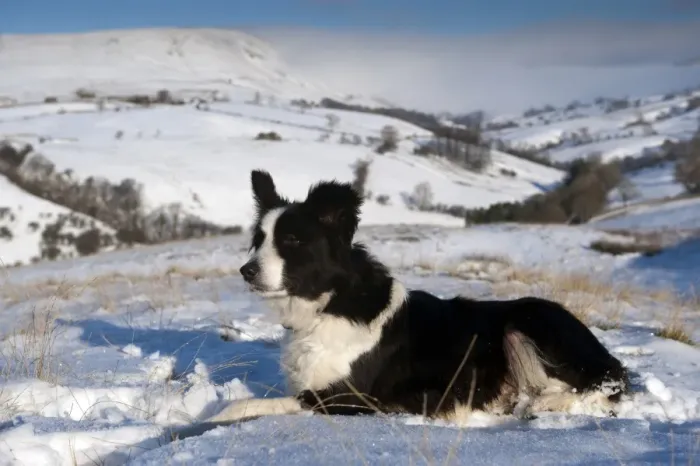 Framed Print : Domestic Dog, Border Collie sheepdog, adult, laying in snow on fell, Cumbria, England, december Framed Print : Domestic Dog, Border Collie sheepdog, adult, laying in snow on fell, Cumbria, England, december