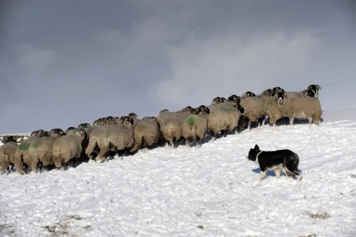 Framed Print : Domestic Dog, Border Collie sheepdog, adult, herding Swaledale sheep flock in snow, Cumbria, England, november Framed Print : Domestic Dog, Border Collie sheepdog, adult, herding Swaledale sheep flock in snow, Cumbria, England, november
