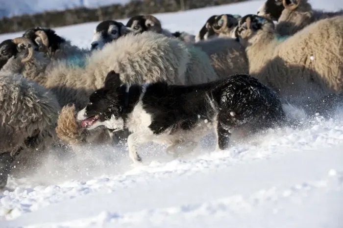 Framed Print : Domestic Dog, Border Collie sheepdog, adult, herding Swaledale sheep flock in snow, Cumbria, England, november Framed Print : Domestic Dog, Border Collie sheepdog, adult, herding Swaledale sheep flock in snow, Cumbria, England, november