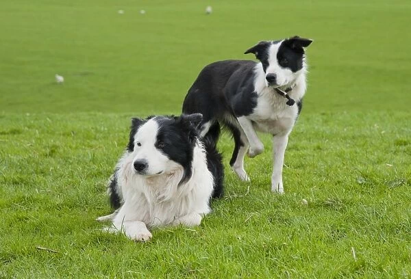 Domestic Dog, Border Collie sheepdog, adult and puppy, in pasture, Chipping, Preston, Lancashire, England, april