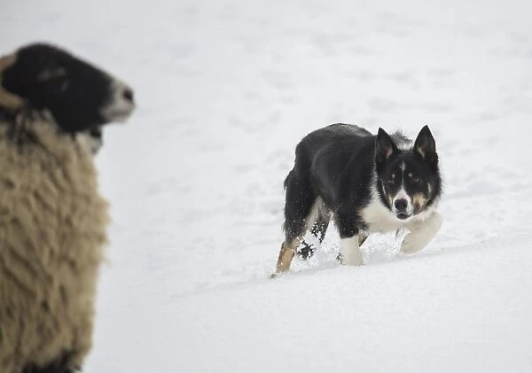 Domestic Dog, Border Collie sheepdog, adult, herding Swaledale sheep ewes in snow, Hawes, Wensleydale