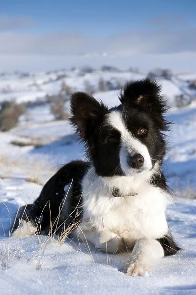 Domestic Dog, Border Collie sheepdog, adult, laying in snow on fell, Cumbria, England, december