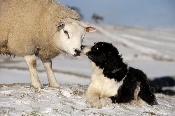 Domestic Dog, Border Collie sheepdog, adult, nose to nose with Texel ram in snow, England, december