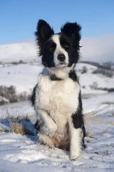 Domestic Dog, Border Collie sheepdog, adult, sitting in snow on fell, Cumbria, England, december