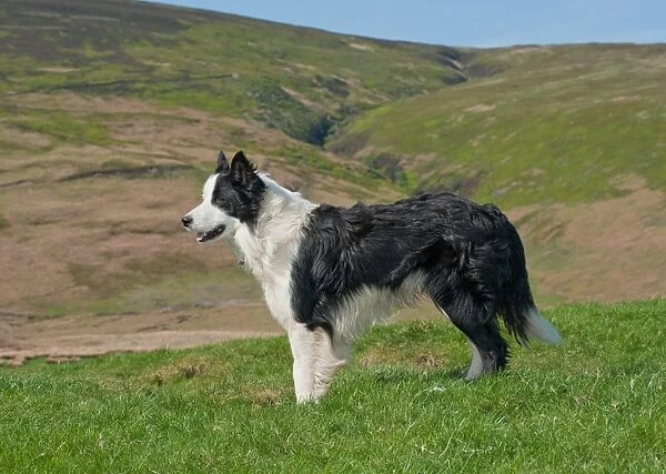 Domestic Dog, Border Collie sheepdog, adult, standing in pasture, Chipping, Lancashire, England, april