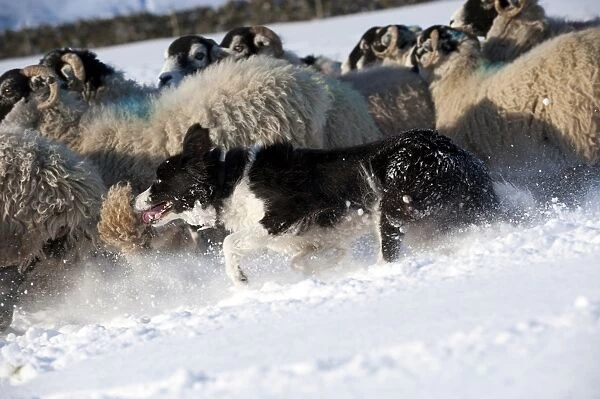 Domestic Dog, Border Collie sheepdog, adult, herding Swaledale sheep flock in snow, Cumbria, England, november
