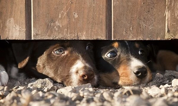 Domestic Dog, Border Collie sheepdog, two puppies, looking under door on farm, England, september