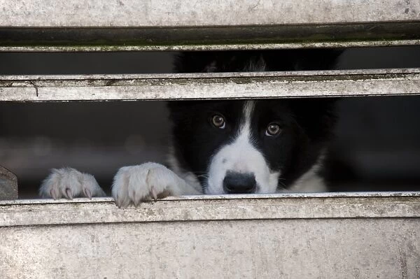 Domestic Dog, Border Collie sheepdog, puppy, looking out from pen on farm, England, april