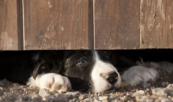 Domestic Dog, Border Collie sheepdog, puppy, looking under door on farm, England, september