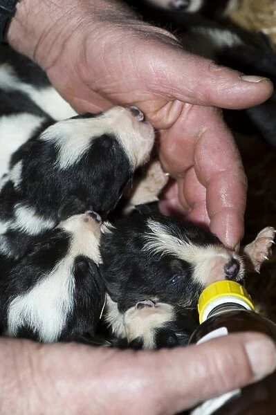 Domestic Dog, Border Collie, two-week old puppies, being fed milk from bottle, as result of large litter, England