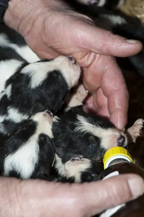 Framed Print : Domestic Dog, Border Collie, two-week old puppies, being fed milk from bottle, as result of large litter, England Framed Print : Domestic Dog, Border Collie, two-week old puppies, being fed milk from bottle, as result of large litter, England