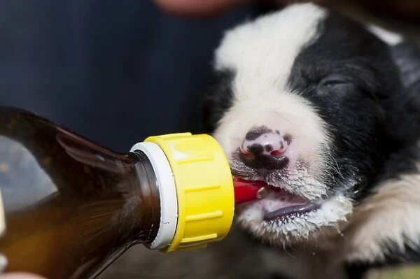 Domestic Dog, Border Collie, two-week old puppy, being fed milk from bottle, as result of large litter, England, March