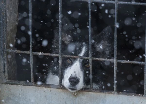 Domestic Dog, Border Collie, working sheepdog, adult, looking out of pen during snowfall, near Thornhill