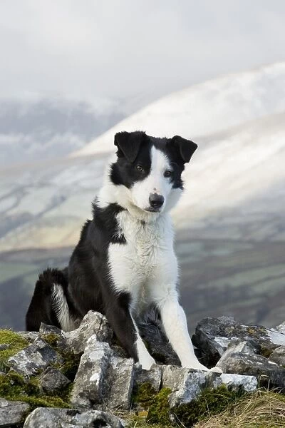 Domestic Dog, Border Collie, working sheepdog, adult, sitting amongst rocks on moorland, Cumbria, England, February