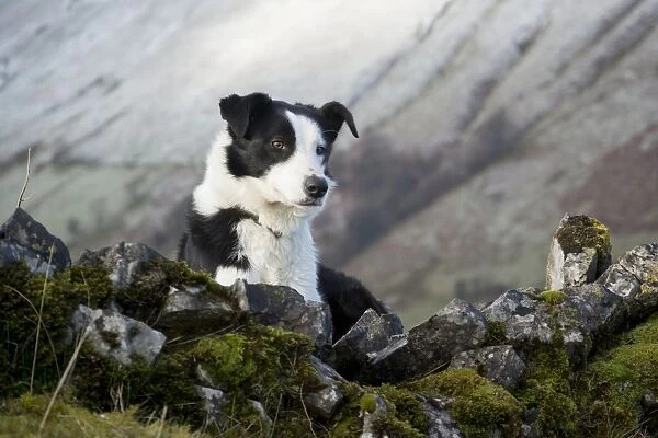 Domestic Dog, Border Collie, working sheepdog, adult, laying amongst rocks on moorland, Cumbria, England, February