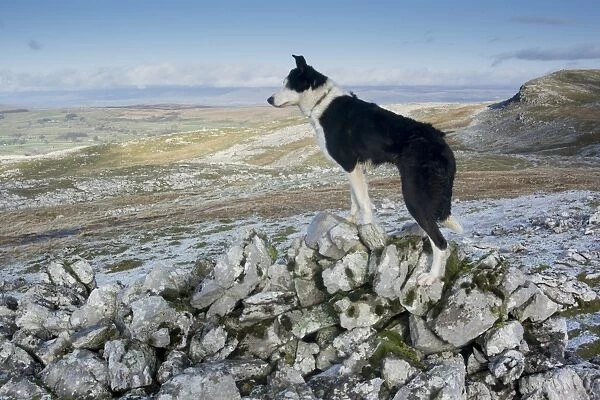 Domestic Dog, Border Collie, working sheepdog, adult, standing amongst rocks on limestone moorland, Cumbria, England