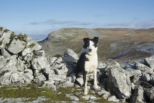Domestic Dog, Border Collie, working sheepdog, adult, sitting amongst rocks on limestone moorland, Cumbria, England