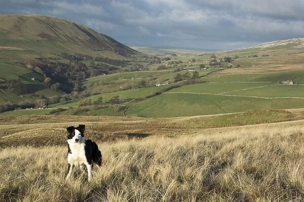 Domestic Dog, Border Collie, working sheepdog, adult, standing on moorland, waiting instruction from shepherd, Cumbria