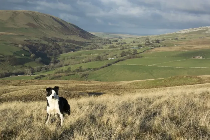 Framed Print : Domestic Dog, Border Collie, working sheepdog, adult, standing on moorland, waiting instruction from shepherd, Cumbria Framed Print : Domestic Dog, Border Collie, working sheepdog, adult, standing on moorland, waiting instruction from shepherd, Cumbria