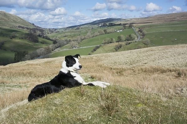 Domestic Dog, Border Collie, working sheepdog, adult, laying on moorland, Cumbria, England, April