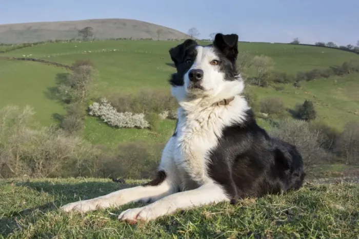 Framed Print : Domestic Dog, Border Collie, working sheepdog, adult, laying on moorland, Cumbria, England, April