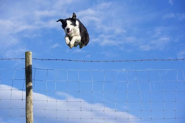 Domestic Dog, Border Collie, working sheepdog, adult, jumping barbed wire livestock fence on moorland, Cumbria