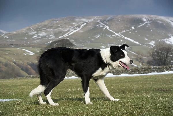 Domestic Dog, Border Collie, working sheepdog, adult, panting, working sheep in upland pasture, Cumbria, England