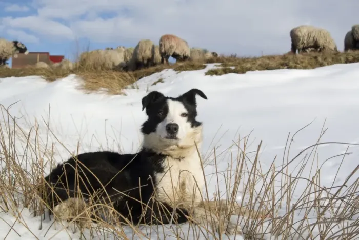 Framed Print : Domestic Dog, Border Collie, working sheepdog, adult, laying on snow beside Swaledale sheep flock, Cumbria, England Framed Print : Domestic Dog, Border Collie, working sheepdog, adult, laying on snow beside Swaledale sheep flock, Cumbria, England